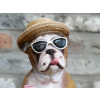 Holiday Bulldog