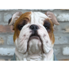 Large Bulldog Bust