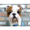 Large Bulldog Bust