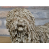 Shaggy Dog