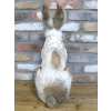 Sitting Rabbit