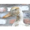 Duck - Small