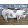 Pig Planter