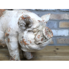Pig Planter