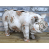 Pig Planter
