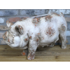 Pig Planter