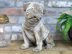 Sitting Dog
