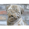 Sitting Dog