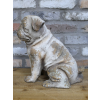 Sitting Dog
