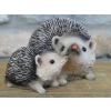 Hedgehogs