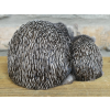 Hedgehogs