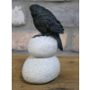 Bird Stood On Pebbles
