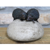 Hedgehogs On Rock