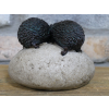 Hedgehogs On Rock