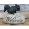 Squirrel On A Rock
