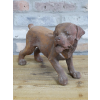 Small Cast Iron Rusty  Dog