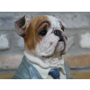 Small Bulldog Bust