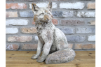 Rustic MGO Sitting Fox Statue - Antique White Shabby Chic Lawn Ornament