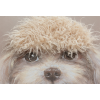 Dog With Fringe