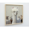 Llama With Fringe