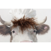 Cow Chef