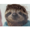 Sloth's In Hoodies