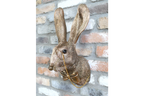 Gold Hare Wall Mount Monocle Bow Tie Rabbit Head Sculpture