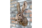 Gold Hare Wall Mount Monocle Bow Tie Rabbit Head Sculpture