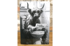 Highland Cow on Toilet Metal Sign - Quirky Bathroom Wall Art Print