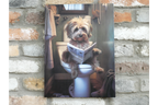 Scruffy Dog on Toilet Canvas Print - Funny Bathroom Canine Wall Art Decor
