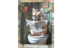 French Bulldog on Toilet Canvas Print - Funny Bathroom Frenchie Wall Art