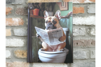French Bulldog on Toilet Canvas Print - Funny Bathroom Frenchie Wall Art