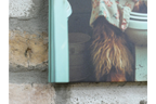Highland Cow in Dressing Gown Canvas - Funny Toilet Bathroom Wall Art