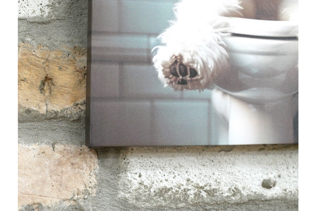 White Dog with Glasses Canvas Print - Funny Bathroom Canine Wall Art