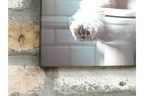 White Dog with Glasses Canvas Print - Funny Bathroom Canine Wall Art
