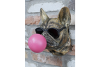 Gold French Bulldog Bubblegum Wall Decor - Pink Bubble Resin Dog Art