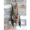 Hanging Bat