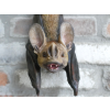 Hanging Bat