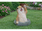 Meerkat