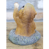 Meerkat