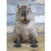 Sitting Capybara