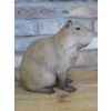 Sitting Capybara