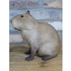 Sitting Capybara