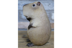Quirky Resin Capybara Peace Sign Figurine - Cute Animal Home Table Decor