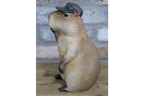 Resin Capybara with Hat Thumbs Up Figurine - Funny Animal Desk Decor