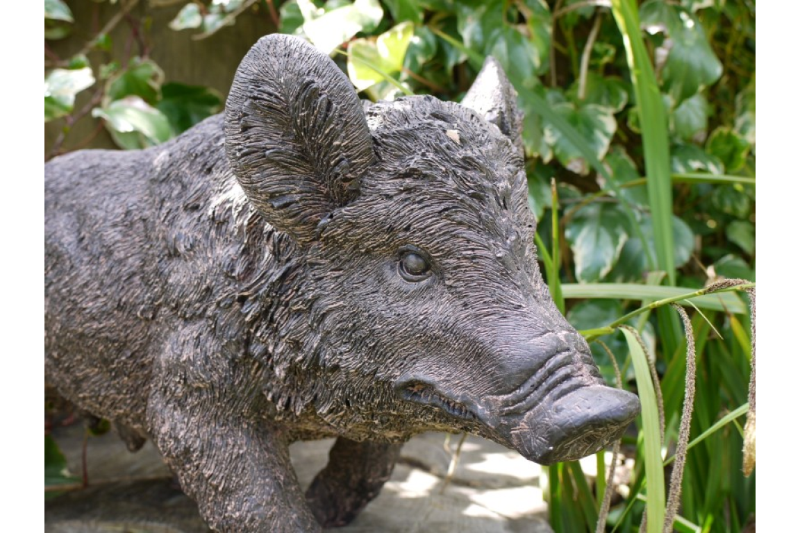 Pig