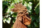 Cockerel (LG/Rusty) 2821