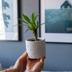 WHITE CONCRETE RADUS POT Default Title