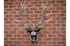 Stag Head - Large