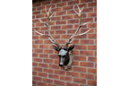 Stag Head - Large